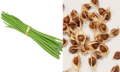 முருங்கை விதையில் இருந்து பயோ டீசல் தயாரிப்பு - ஆராய்ச்சியாளர்கள் தகவலால் விவசாயிகள் மகிழ்ச்சி