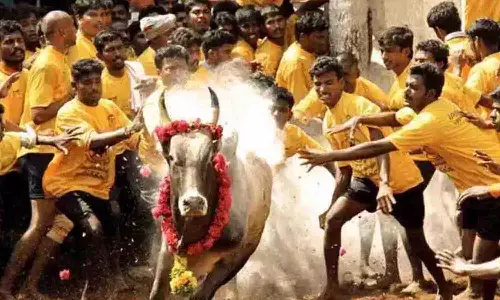 அலகுமலையில் 25-ந் தேதி ஜல்லிக்கட்டு அமைச்சர்கள் தொடங்கி வைக்கிறார்கள்