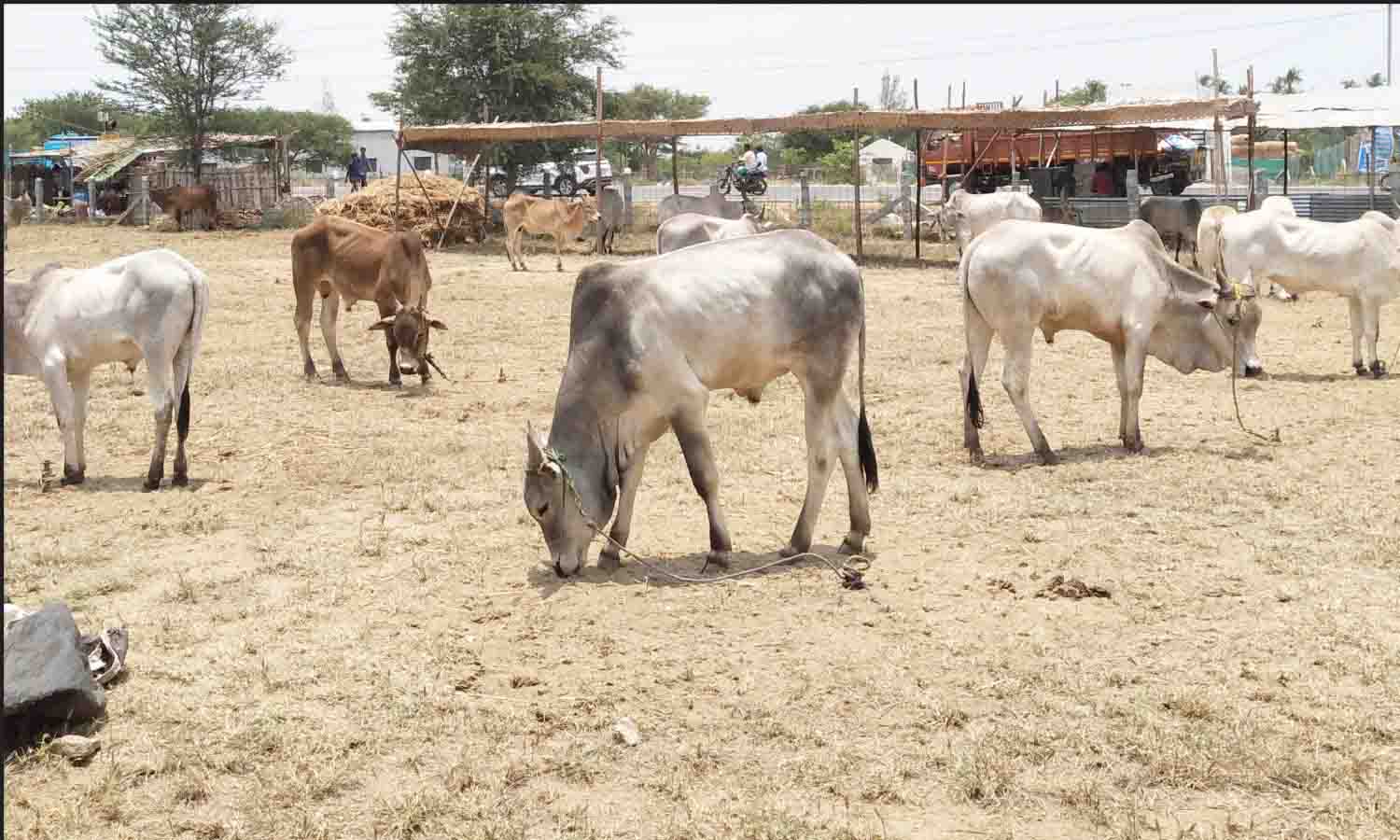 திருப்பூர் கண்ணபுரத்தில் களை கட்டும் 1000 ஆண்டுகள் பழமை வாய்ந்த  மாட்டுச்சந்தை - குடும்பமாக வந்து பார்த்து மகிழும் பொதுமக்கள்