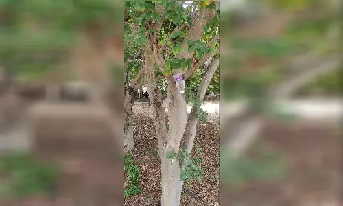 கோடையில் வாடும் பறவை இனங்களுக்கு தண்ணீர் வழங்கிய பெரம்பலூர் எஸ்.பி. ஷியாமளா தேவி