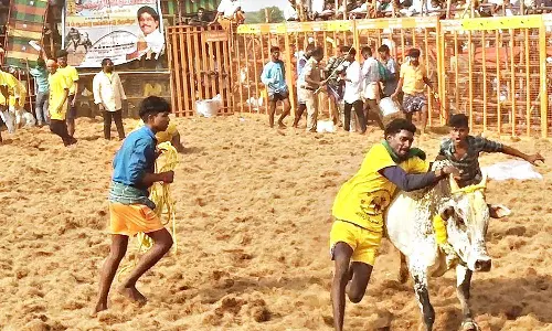 திருமங்கலம் அருகே ஜல்லிக்கட்டு- சீறிப்பாய்ந்த காளைகளை போட்டிபோட்டு அடக்கிய வீரர்கள்