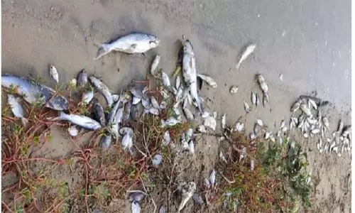 பாலாற்று கரையோரம் செத்துக்கிடக்கும் மீன்கள்