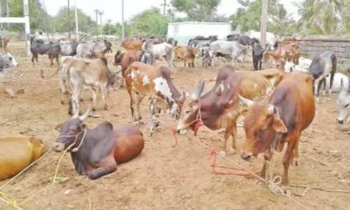 ரூ.90 லட்சத்துக்கு கால்நடைகள் விற்பனை