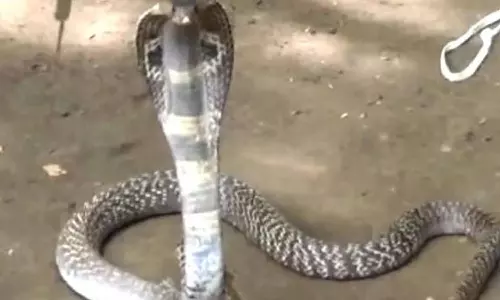 பள்ளி வளாகத்தில் புகுந்த பாம்பு பிடிபட்டது