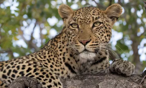 தென் ஆப்பிரிக்காவில் இருந்து கொண்டு வரப்பட்ட உதய் சிறுத்தை உயிரிழப்பு