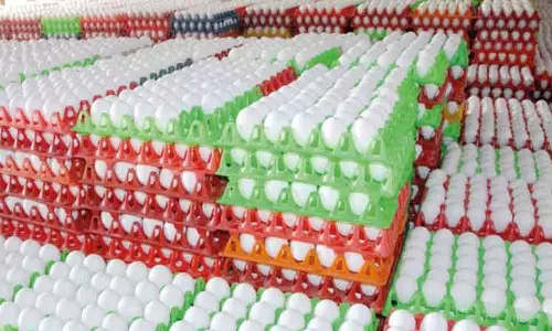 நாமக்கல் மண்டலத்தில் முட்டை விலை மேலும் 20 காசுகள் உயர்வு