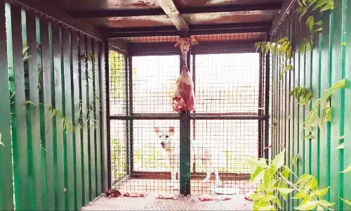 ஊதியூர் வனப்பகுதியில் பதுங்கியிருக்கும் சிறுத்தையை பிடிக்க வனத்துறையினர் தீவிர ரோந்து