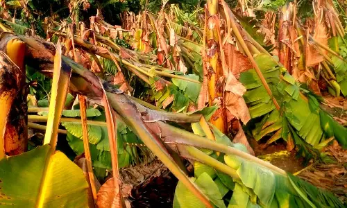 வாழை மரங்கள் முறிந்து சேதம்