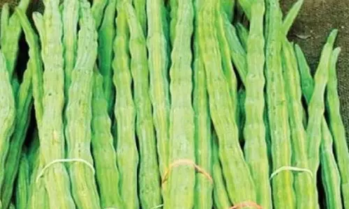 வெள்ளகோவிலில் 20 டன் முருங்கைக்காய் வரத்து