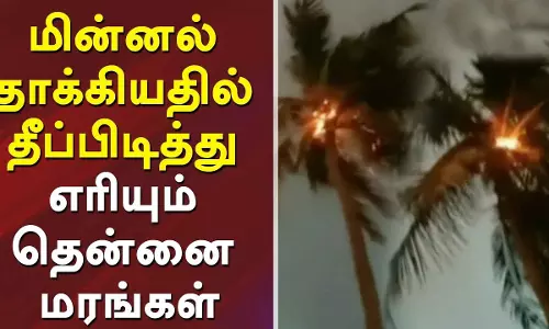 மின்னல் தாக்கி 2 தென்னை மரங்கள் கருகின