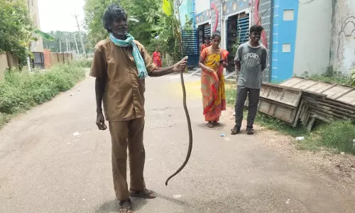 வீட்டில் புகுந்த சாரை பாம்பு