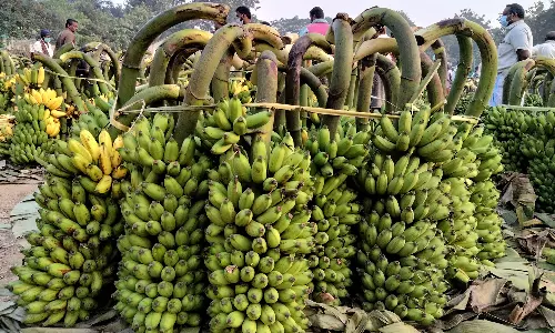 4லட்சத்து 10 ஆயிரம் ரூபாய்க்கு வாழைத்தார்கள் விற்பனை