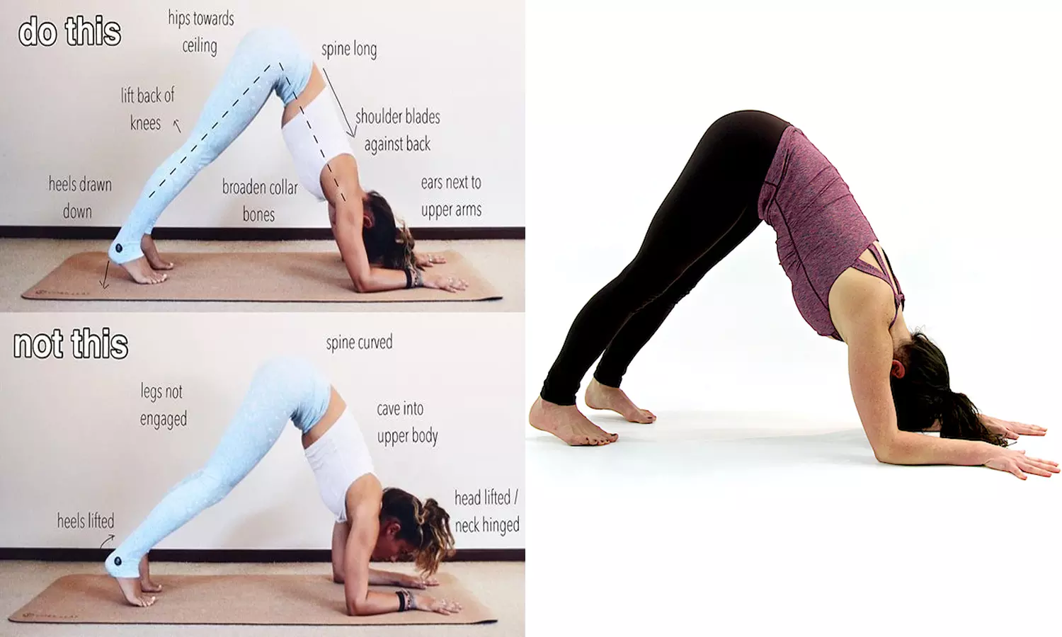 How to do dolphin pose correctly? Why is dolphin pose so difficult? -  Basaho - Medium