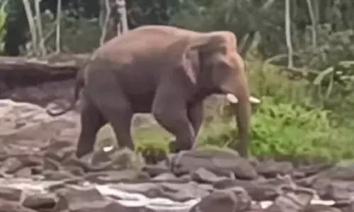 அந்தியூர் அருகே ஓடையில் தண்ணீர் குடிக்க வந்த ஒற்றை யானை