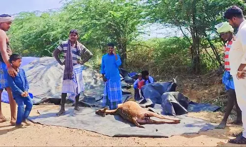 அரியலூரில் புள்ளிமான் பரிதாப பலி