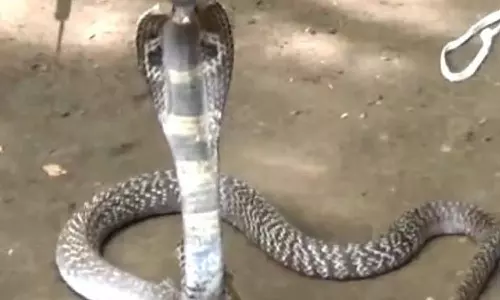 திருப்பதி நடை பாதையில் புகுந்த 6 அடி நீள நல்ல பாம்பு- பக்தர்கள் அலறி அடித்து ஓட்டம்