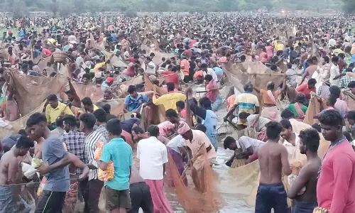 பெரிய கண்மாயில் மீன் பிடி திருவிழா