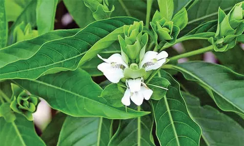 காய்கறி செடிகளால் பயனில்லை மூலிகை செடி பயிரிடுவதில் விவசாயிகள் ஆர்வம்