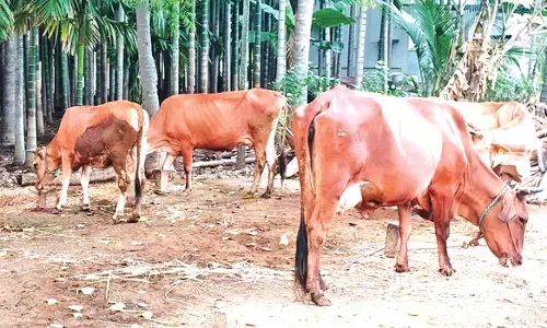 சுட்டெரிக்கும் கோடை வெயில்:கால்நடைகளை பராமரிக்க முடியாமல் விவசாயிகள் கடும் அவதி