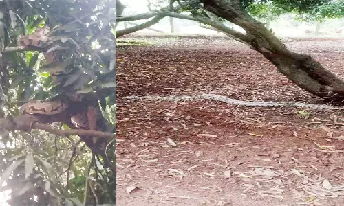 8 அடி நீள மலைப்பாம்பு பிடிபட்டது