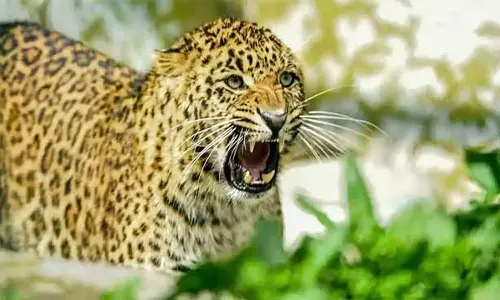 ஊட்டி அருகே குடியிருப்புக்குள் புகுந்து நாயை வேட்டையாடிய சிறுத்தை