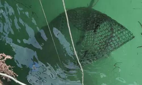 நீர்நிலைகளில் வெடிகளை வீசிமீன் பிடித்தால் கடும் நடவடிக்கை