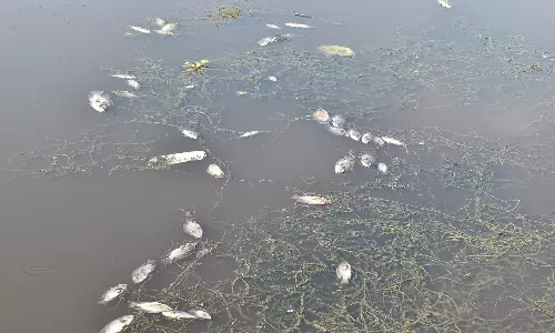 கனிராவுத்தர் குளத்தில் செத்து மிதந்த மீன்களால் பரபரப்பு