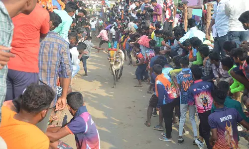 கிருஷ்ணகிரியில்எருது விடும் விழா