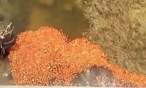 விலை வீழ்ச்சியால் 3 டன் தக்காளியை ஆற்றில் கொட்டிய விவசாயி