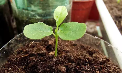 உடுமலை நாற்றுப்பண்ணையில் பழவகை மரக்கன்றுகளை அதிகம் வாங்கும் விவசாயிகள்