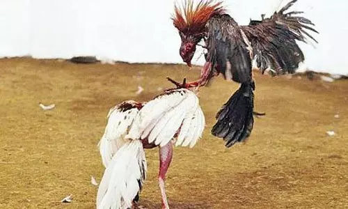 க.பரமத்தியில் சேவல் சண்டை