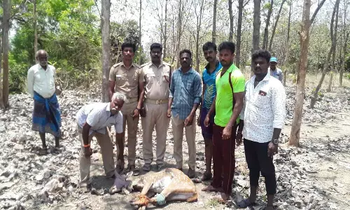 கிணற்றில் விழுந்த புள்ளிமான் மீட்பு