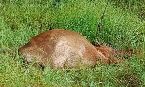 மின்சாரம் தாக்கி பசு மாடு பலி