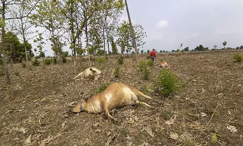 திட்டக்குடி அருகே அறுந்து கிடந்த மின் கம்பியை மிதித்த 3 பசு, 2 குரங்குகள் பலி