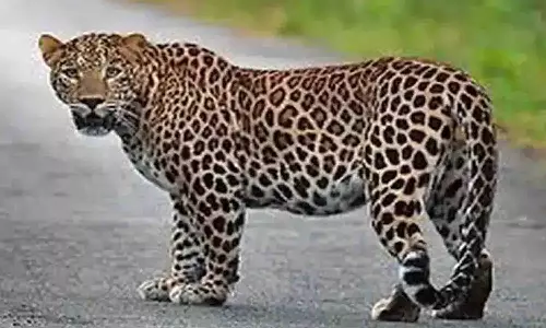 காங்கயம் அருகே வனப்பகுதியில் பதுங்கி தெரு நாய்களை வேட்டையாடும் சிறுத்தையால் பொதுமக்கள் அச்சம்