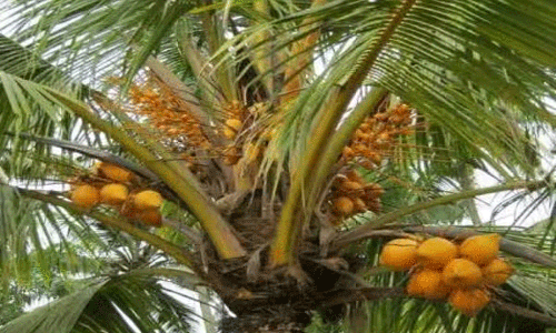 விவசாயிகளுக்கான தென்னை நோய் குறித்த விழிப்புணர்வு முகாம்