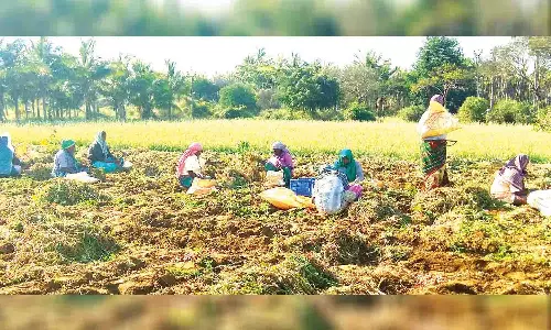 குண்டடம் பகுதியில் சின்ன வெங்காயம் அறுவடை பணிகள் தீவிரம்