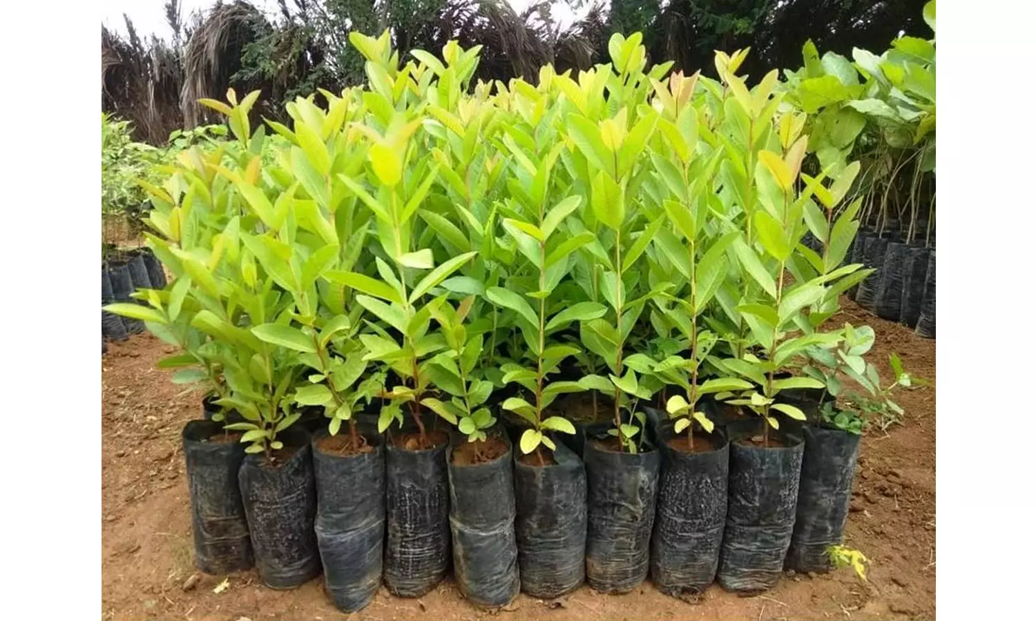 பொதுமக்கள் இலவச மரக்கன்றுகள் பெற விண்ணப்பிக்கலாம்