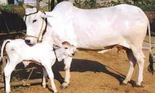 கரூரில் கறவை மாடு வளர்ப்பு இலவச பயிற்சி