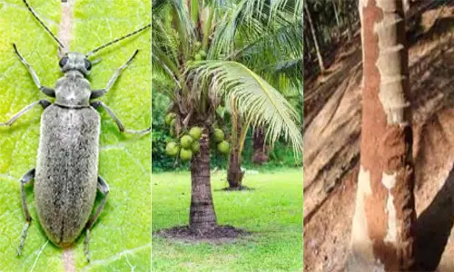 தென்னை பூச்சி நோய் விழிப்புணர்வு முகாம்