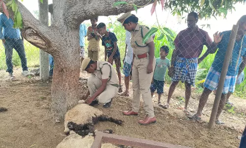 சின்னசேலம் அருகே  மர்ம விலங்கு கடித்ததில் 13 ஆடுகள் உயிரிழப்பு