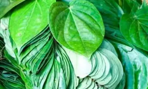 பரமத்தி வேலூரில்வெற்றிலை விலை சரிவால் விவசாயிகள் கவலை