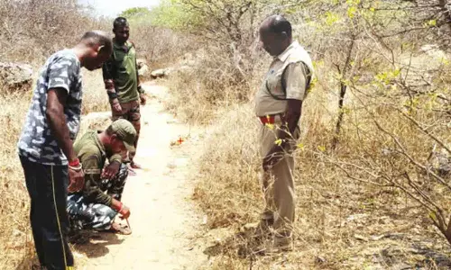 சிறுத்தையை பிடிக்க ஊதியூர் வனப்பகுதியில் இரவு பகலாக வனத்துறையினர் கண்காணிப்பு