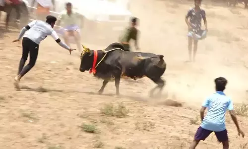 மஞ்சுவிரட்டில் மாடு முட்டி பார்வையாளர்கள் இருவர் உயிரிழப்பு