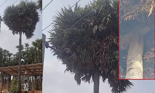 அதிக கிளைகள் கொண்ட அதிசய பனை மரம்