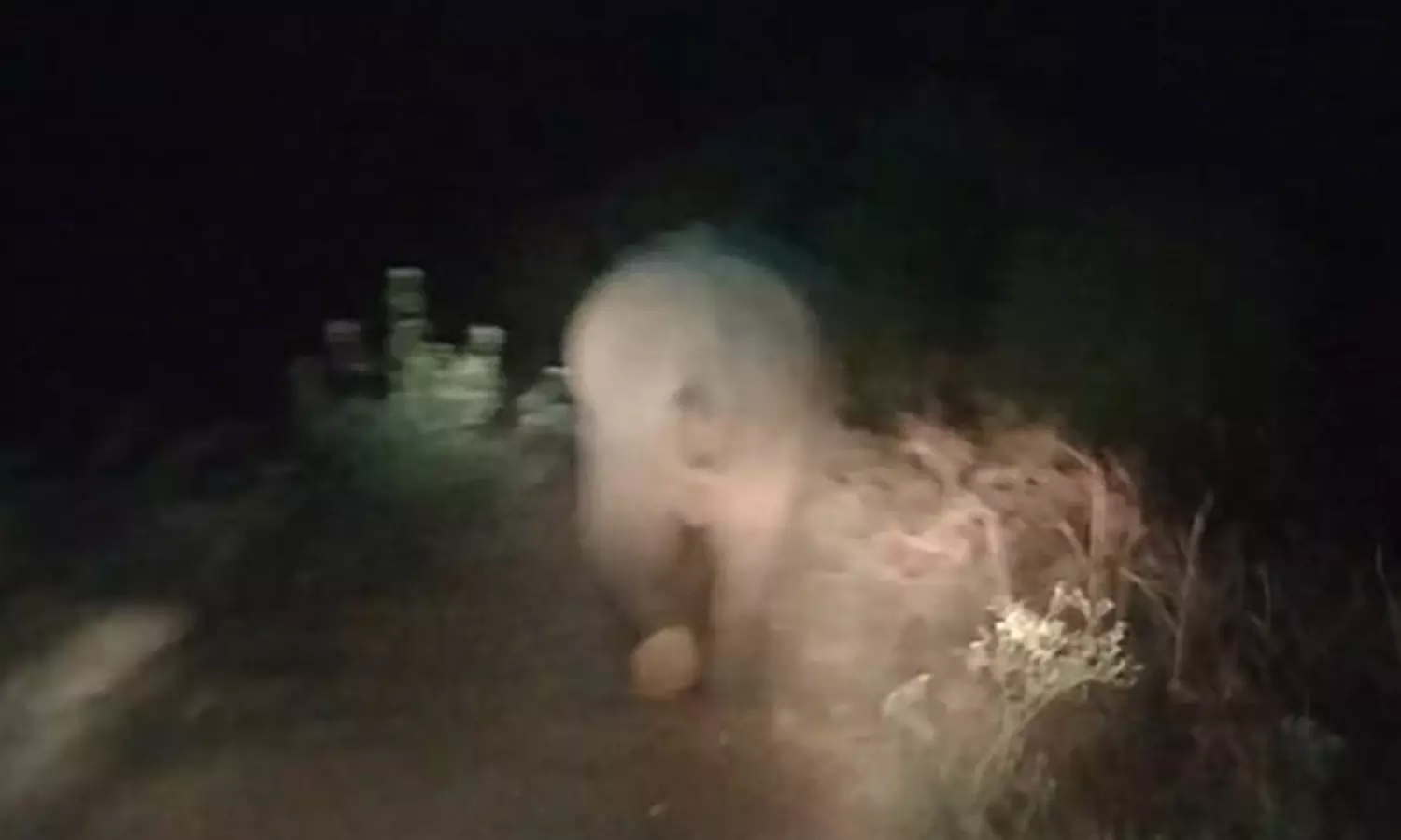 விளாமுண்டி வனப்பகுதியில் இருந்து ரோட்டுக்கு வந்த ஒற்றை யானை