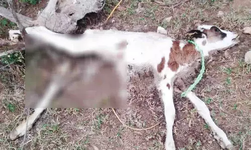 காங்கயம் அருகே மர்மமான முறையில் இறக்கும் கால்நடைகளால் பொதுமக்கள் அச்சம்