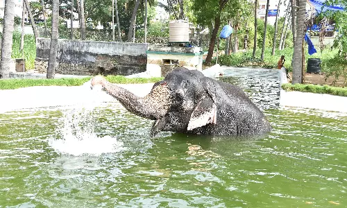 பழனி அருகே நீச்சல் குளத்தில் கஸ்தூரி யானை ஆனந்த குளியல்