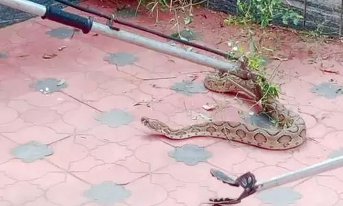 கொட்டாரம் சார் பதிவாளர் அலுவலகம் அருகில் புதருக்குள் பதுங்கி இருந்த கண்ணாடி விரியன் பாம்பு