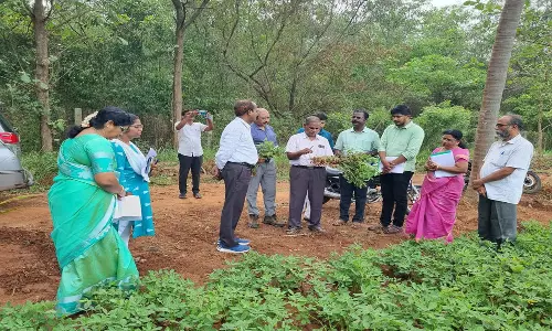 எண்ணெய் வித்து பண்ணையில்  வேளாண்மை துறை இயக்குனர் ஆய்வு